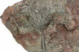 Silurian Fossil Crinoid (Scyphocrinites) Plate - Morocco #255687-1